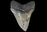 Serrated, Fossil Megalodon Tooth - Collector Quality #92908-2